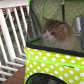 タイで暮らす猫ちゃんが公園をお散歩♪ 初ペットカートでわんちゃんに…