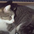 猫ちゃんの大好きな“暗くて狭い”場所とは♡