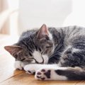 猫に虫が寄生している時の症状や対処法、予防の方法