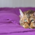 猫がどいてくれないのはどうして？４つの心理