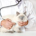 猫の『ヘッドプレッシング』を知っていますか？脳のトラブルを示す4つ…