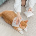 愛猫のケアに取り入れたい「シャンプータオル」のススメ　選び方や使…