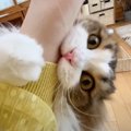 甘えん坊猫が『突然ブチギレた』理由とは…まさかのオチが面白すぎると…