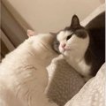 『猫同士の毛繕い』に癒やされていたら…突然の『やらかし』発生に爆笑…