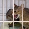 避妊手術を終え、子猫を遠ざけていた母猫…10日後に起きた『驚きの変化』が…