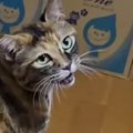 猫が電源の入った『ブルブルマシン』に乗った結果…笑ってしまう『まさかの…