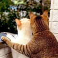 カップルか！猫の可愛すぎる『バックハグ』にTwitter民悶絶！