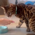 お薬が苦手な猫くん！おやつの中に入れたら飲めるかな？