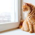 猫が『正座』をするのはどんなとき？3つのシーンと気持ちを解説！