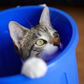 飼い猫がゴミ箱を荒らすときの対処法５つ