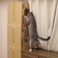 猫ちゃんの夢？高層箱タワーに入りたい