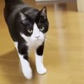 ママとパパが交互に『猫の名前』を呼んだ結果…可愛すぎる反応に癒される人…