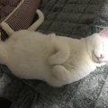 猫と一緒に寝るためにすべき工夫5つ