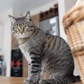 猫が『猫背』になるのはどうして？3つの理由や意外な役割をご紹介