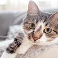 猫と『頻繁に目が合う』ときの理由3つ　視線を送ってくる心理や接し方のコ…