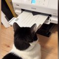 プリンターの前から動かない猫→印刷を開始したら…「見ていて気持ちいいｗ…