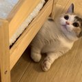 猫用ベッドの使い方が斬新過ぎる猫さんがTwitterで話題♡