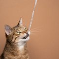 猫の命を奪いかねない『家の中にある“凶器”』4選　事故防止の対策も