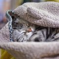 猫の『お気に入りグッズ』を処分するときの注意点4選　愛猫に与える影響や…