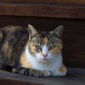 愛猫の『座り方』6つのパターンに隠されたそれぞれのキモチ　実はいろ…