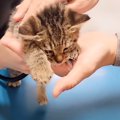 4匹の保護猫を連れて動物病院に行ったら…奇跡的すぎる『まさかの出会い』…