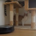 ルンバと同じ部屋！猫ちゃん怒り心頭？