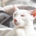 猫の『耳』が熱いときの原因4つ！考えられる病気や対策を解説