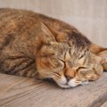 猫の『弱ってるサイン』５選！食事やトイレの変化を見極めよう