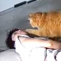 毎朝『飼い主を起こしにやってくる猫』…二度寝、三度寝にも負けない『健気…