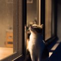 猫が『夜行性』って間違いなの？活動的になる時間帯や生活サイクルをご紹介