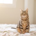 猫を『飼育禁止物件』で飼うと起こる危険なトラブル3つ