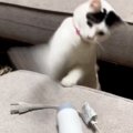 置いてあった『ドライヤー』相手に、猫が…本気で『戦い始める光景』に…
