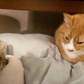 『年に1度のワクチン接種…』わんこのそばで安心する猫ちゃん