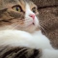 膝の上で甘える猫さん♪ツンデレを発揮！