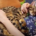 巨大な赤ちゃん？飼い主さんのお腹の上で甘える優しい猫さん♡