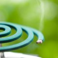 猫と暮らす家で『蚊取り線香』は使っていいの？　安全に使用するための注…