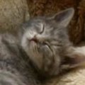 15年前、『公園で保護された子猫』を家族に迎えたら…大きく見た目が変…