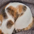 猫たちの体にあらわれる『ユニークな模様』4選　タキシードや牛柄…猫神様…