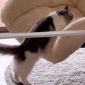 ドジっ子な猫が『ハンギングチェア』に乗ろうとした結果…想定外の『情…