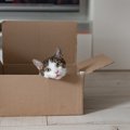 猫が『箱』に夢中になってしまう理由3つ　隙あらば入りたがる心理や好みや…