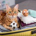 猫と一緒に旅行に行くのは難しい？検討すべき4つのこと 宿泊先や移動…