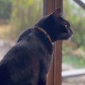 10年以上、田舎で一人暮らしだった母に『寄り添い続けてくれた猫』………