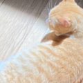 「なんかとっても素敵」床に寝転がる猫の様子を見てみると…あまりにも…
