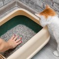 猫が『トイレ掃除をじーっと見ている』ときのキモチ3選　もしかして「…