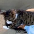 ソファで女の子の顔に乗る猫→攻撃しあっているけれど、ケンカではないよう…