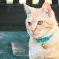 猫に『首輪』を付けたほうがいい理由3つ　万が一に備えた必要性から注…