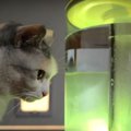 どうしても加湿器のお水が飲みたい猫ちゃん