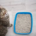 猫が排泄後に『トイレの砂をかけない』理由5選　埋めるのが猫にとって…