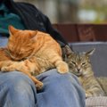 猫が飼い主さんの『ひざの上で毛づくろい』する4つの理由　のんびりペロペ…