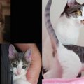 絶妙なご縁が繋がって迎えた2匹の愛猫……我が子のような猫との暮らしが…